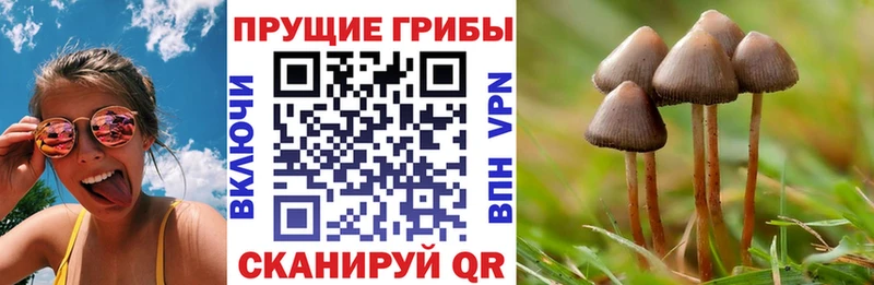 Псилоцибиновые грибы мицелий  Нестеровская 